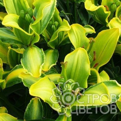 Лилия Йеллоу Пэррот/Lilium Yellow Parrot Р2