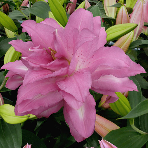 Лилия Лотус Дрим/Lilium Lotus Dream P2