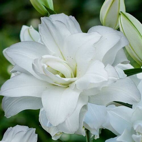 Лилия Лотус Пьюр/Lilium Lotus Pure P2