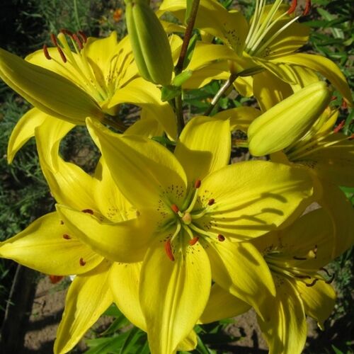 Лилия Мона/Lilium Mona Р2