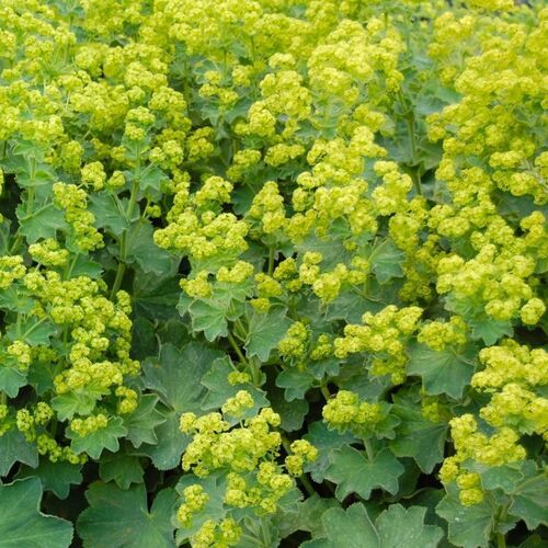 Манжетка мягкая/Alchemilla mollis С3