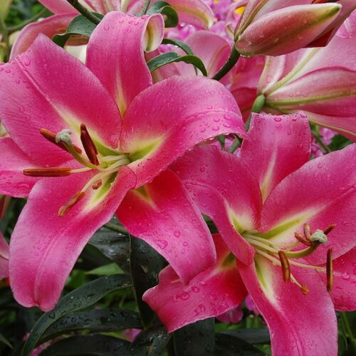 Лилия ОТ-гибрид Росселини/Lilium Rosselini Р2