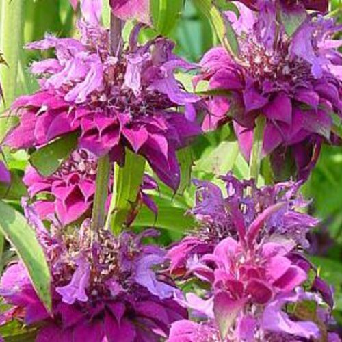 Монарда сортовая/Monarda С2-С3