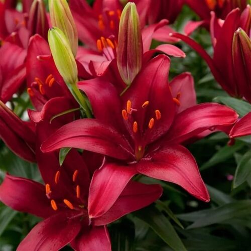 Лилия Тайни Комфорт/Lilium Tiny Comfort Р2
