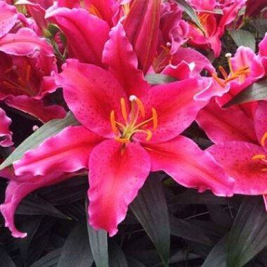 Лилия Эмейзинг Грейс/Lilium Amazing Graсe Р2