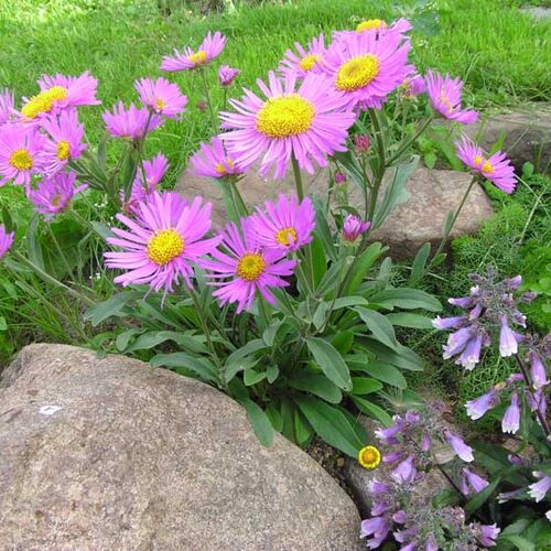 Нивяник альпийский/Leucanthemum aipinum С3