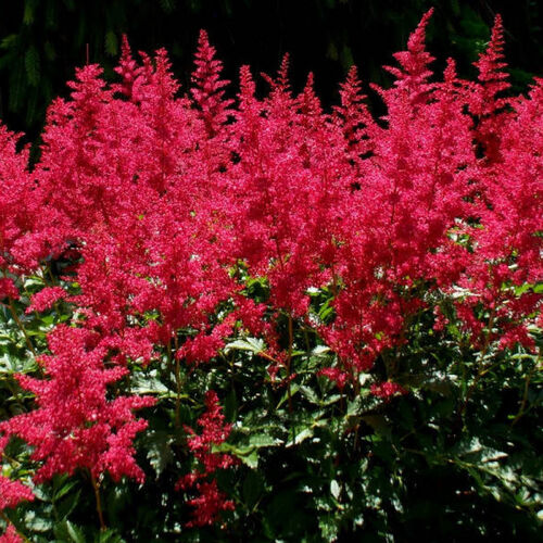 Астильба Арендса Бургунди Ред/Astilbe arendsii Burgundy Red P1.5