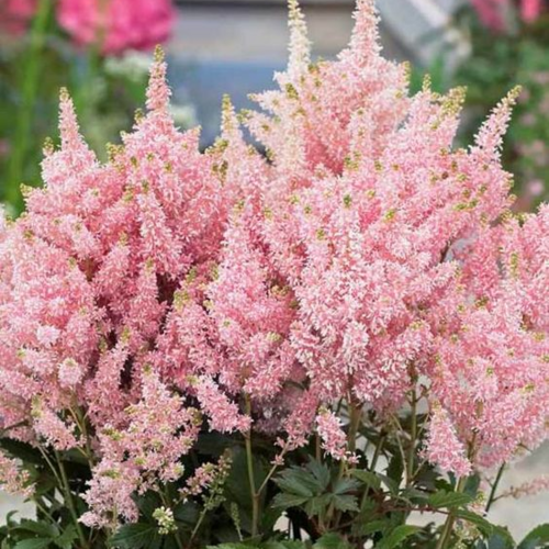 Астильба гибридная Ловли Дэй/Astilbe Lovely Day Р1,5