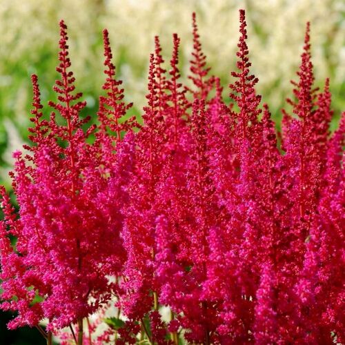 Астильба гибридная Хот Перлс/Astilbe Hot Pearl Р1,5