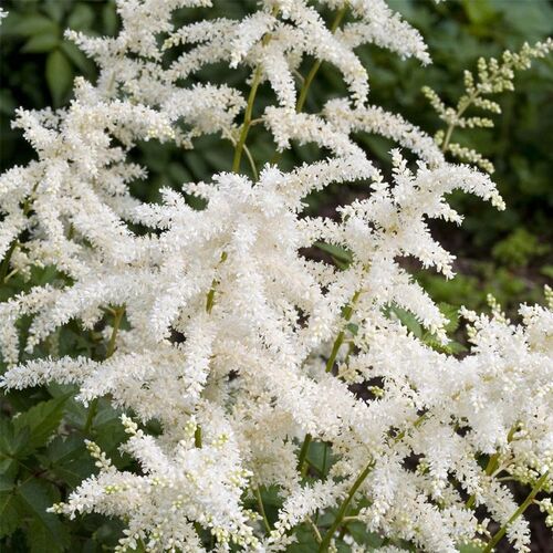 Астильба Арендса Хэппи Дэй/Astilbe arendsii Happy Day Р1,5