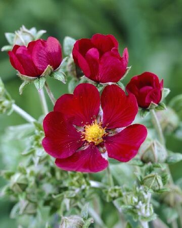 Лапчатка травянистая Рэд Джиант/Potentilla hybride Red Giant Р1,5