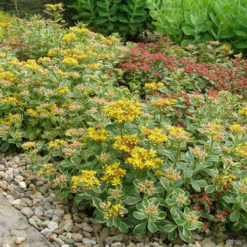 Очиток камчатский Variegatum/Sedum kamtschaticum Variegatum Р1,5