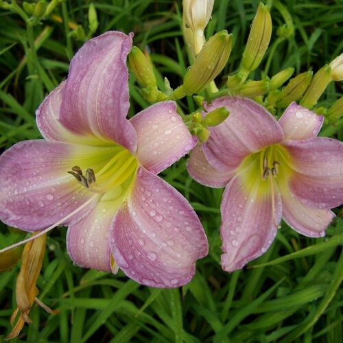 Лилейник гибридный Кетрина Вудбери/Hemerocallis hybrida Catherine Woodbury Р1,5