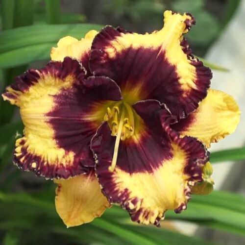 Лилейник гибридный Опен Май Айз /Hemerocallis hybrida Open my Eyes Р1,5