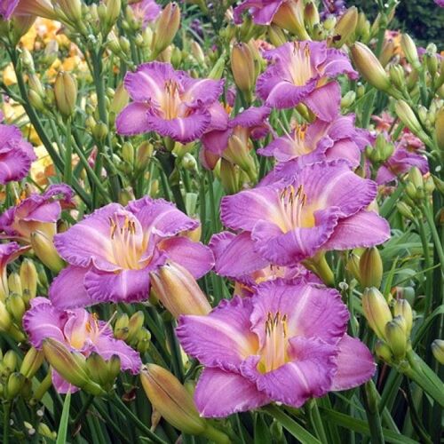 Лилейник гибридный Энтрэпмент/Hemerocallis hybrida Entrapmentr Р1,5