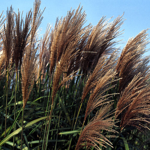 Мискантус китайский Малепартус/Miscanthus sinensis Malepartus Р1,5