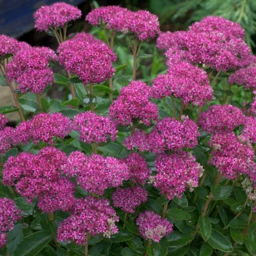 Очиток гибридный Карл/Sedum hybridum Carl Р1,5