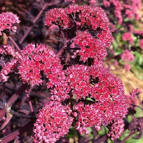 Очиток гибридный Моджаве Джевел Даймонд/Sedum hybridum Mojave Jewels Diamond Р1,5