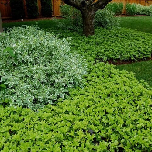 Пахизандра/Pachysandra С2