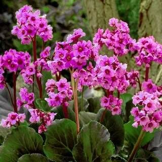 Бадан сердцелистный Ротблюм/Bergenia cordifolia Rotblum P1,5