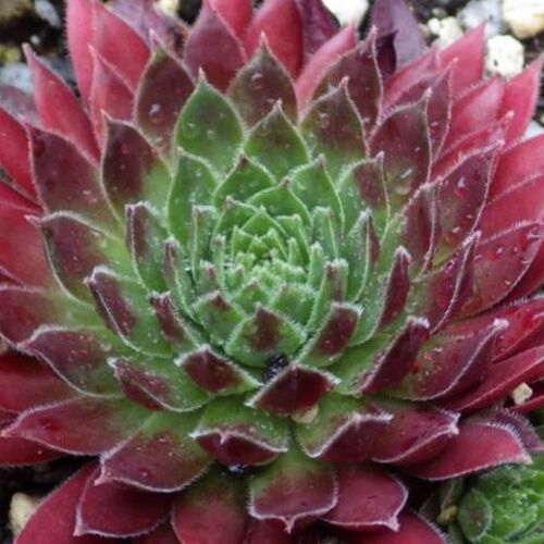 Молодило гибридное Силберкарнеол/Sempervivum hybridum Silberkarneol Р9 СП