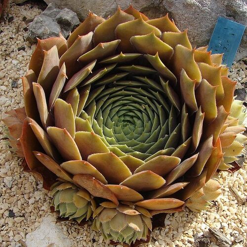 Молодило гибридное Фельдмаер/Sempervivum hybridum Feldmaier Р9 СП