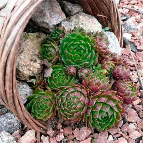 Молодило кровельное/Sempervivum tectorum P9 СП