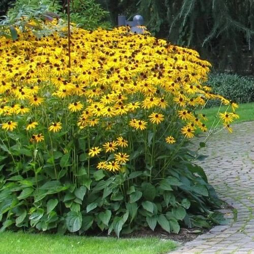 Рудбекия блестящая Голдштурм/Rudbeckia fulgida Goldsturm P1.5