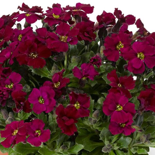 Обриета гибридная Акцент Бургунди/Aubrieta hybrida Axcent Burgundy Р1,5