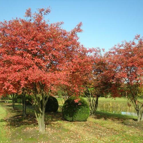 Ирга Ламарка/Amelanchier Lamarckii 80-100 C5
