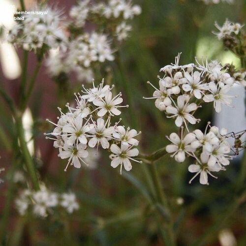 Гипсофила пучковая Сильвестар/Gypsophila trabes Silverstar С2