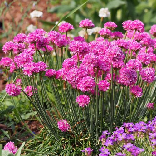 Армерия приморская Дип Роуз/Armeria maritima Deep Rose Р1,5