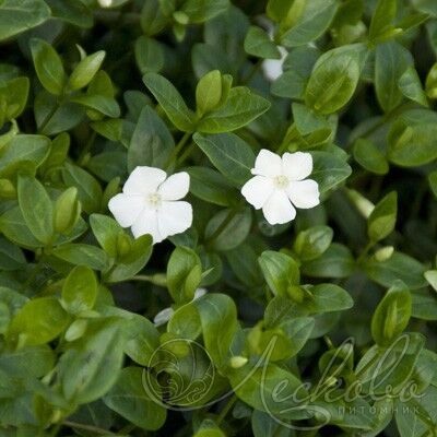 Барвинок малый Альба/Vinca minor Alba Р1