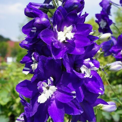 Дельфиниум культурный Король Артур/Delphinium cultorum Giant King Arthur Р1,5