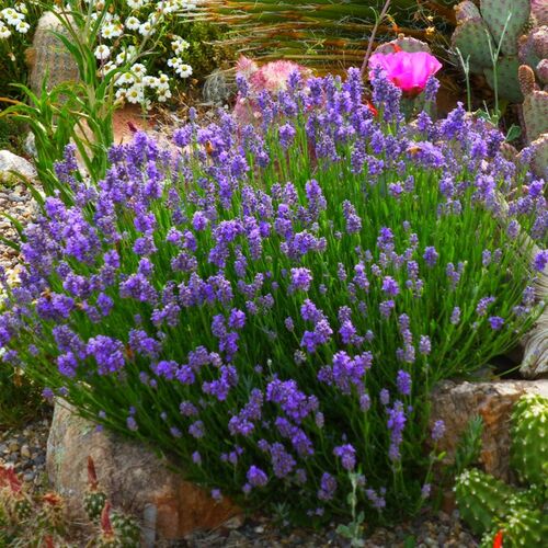 Лаванда узколистная Дварф Блю/Lavandula angustifolia Dwarf Blue Р1