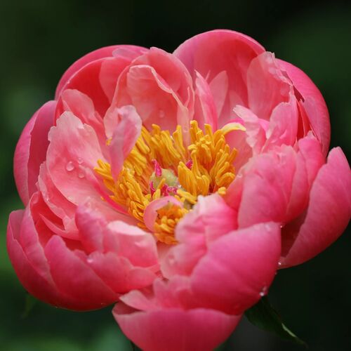 Пион молочноцветковый Корал Сансет/Paeonia lactiflora Coral Sunset С3