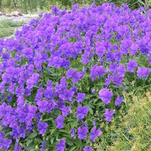 Фиалка душистая Конигин Шарлотта/Viola odorata Konigin Charlotte С3