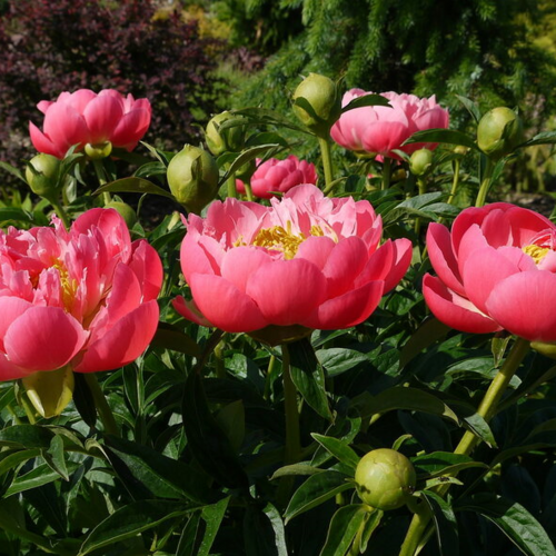 Пион молочноцветковый Пинк Хавайан Корал/Paeonia lactiflora Pink Hawaiian Coral С3