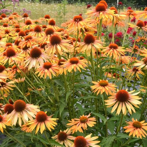 Эхинацея пурпурная Биг Кахуна/Echinacea purpurea Big Kahuna С1