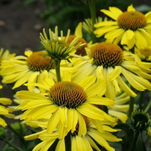 Эхинацея пурпурная Клеопатра/Echinacea purpurea Cleopatra Р1,5