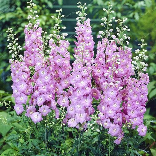 Дельфиниум высокий Меджик Фонтейн Пинк Вайт Би/Delphinium elatum Magic Fountains Lilac Pink White Be