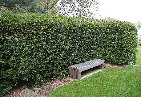 Кизильник блестящий/Cotoneaster lucidus 60-80 С3