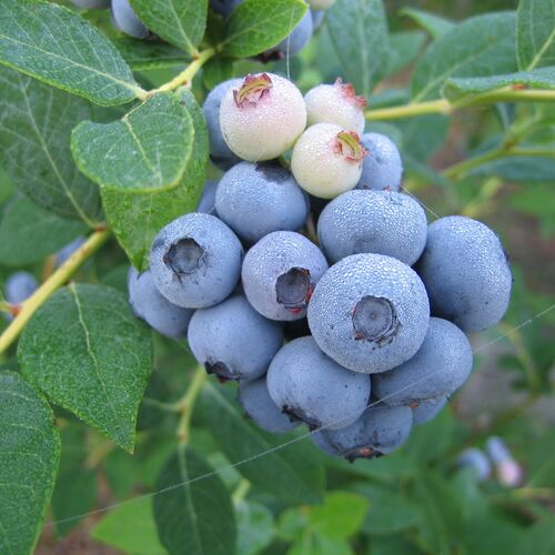 Голубика высокорослая Элизабет/Vaccinium corymbosum Elizabeth C3