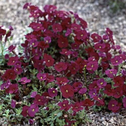 Обриета дельтовидная Микс/Aubrieta deltoidea Mix Р9