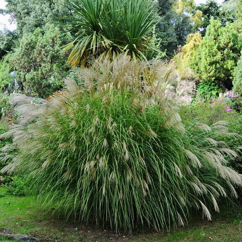 Мискантус китайский Силберфедер/Miscanthus sinensis Silberfeder С2