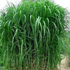 Мискантус гигантский/Miscanthus giganteus С2
