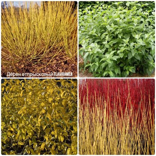 Дерен отпрысковый Флавиромеа/Cornus stolonifera Flaviramea 30-40 C5