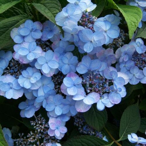 Гортензия пильчатая Саммер Глоу/Hydrangea serrata Summer Glow С3