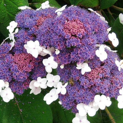 Гортензия шершавая Макрофилла/Hydrangea aspera Macrophylla С3