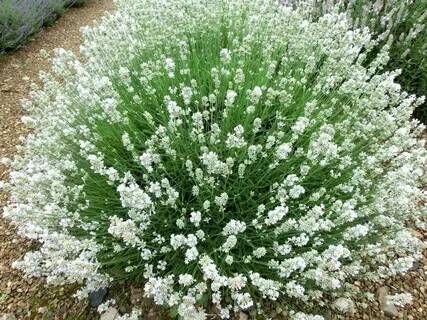 Лаванда узколистная Арктик Сноу/Lavandula angustifolia Arctic Snow С3